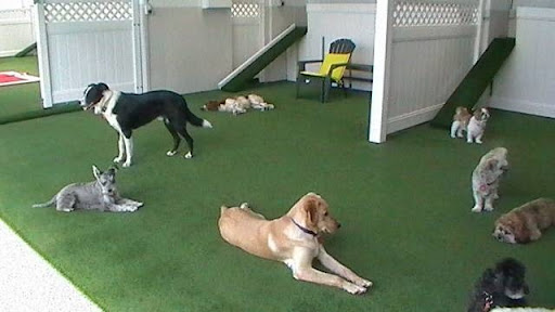 Jolly Dogs Daycare and Grooming