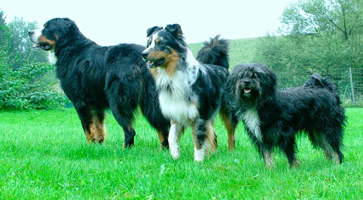 Hunde- und Katzenzentrum Neukirchen vorm Wald unter Neukirchen vorm Wald, Bayern