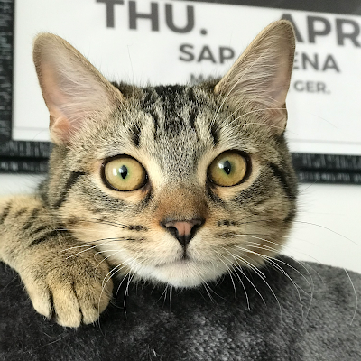 CLINIQUE VETERINAIRE TIGRA à Saint-Jory