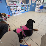 Photo n° 2 de l'avis de TORVI.R fait le 05/05/2024 à 03:36 pour Clinique vétérinaire du Gat Pitoch à Bas-Mauco