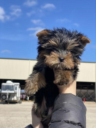 Pet Supply Store «Woof Woof Puppies & Boutique», reviews and photos, 29555 Northwestern Hwy, Southfield, MI 48034, USA