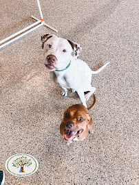 Tree Lodge Pet Resort