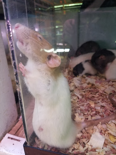 Tropical Fish Store «Emmons Tropical Fish & Ponds», reviews and photos, 1612 Hopmeadow St, Simsbury, CT 06070, USA