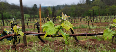Domaine de Bonaguil à Soturac