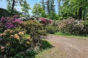 Rhododendron Valley image