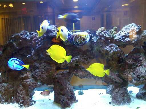 Tropical Fish Store «Aquariums Alive», reviews and photos, 119 broadway, Hicksville, NY 11801, USA