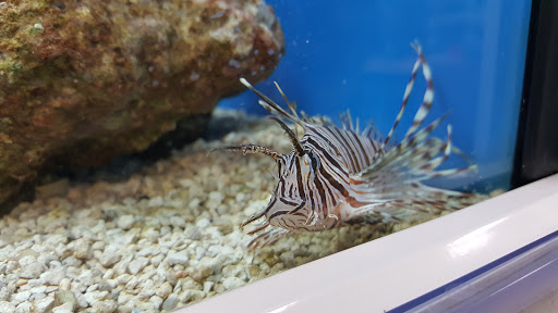 Pet Supply Store «Petco Animal Supplies», reviews and photos, 1203 SE Everett Mall Way f, Everett, WA 98208, USA