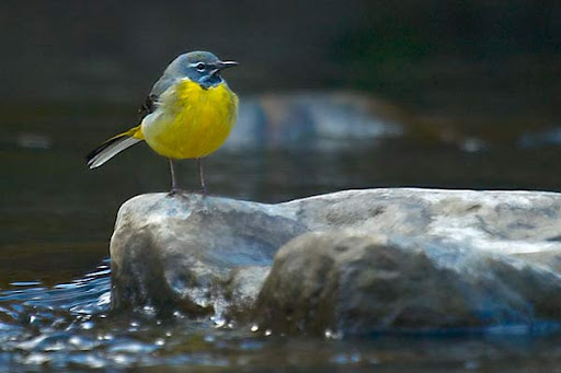 Park «Hoblitzelle Park», reviews and photos, 7500 Red River Dr, Plano, TX 75025, USA