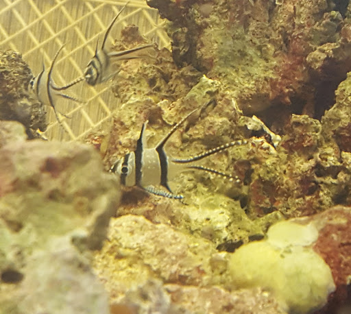 Tropical Fish Store «Saltwater Island», reviews and photos, 15214 Manchester Rd, Ballwin, MO 63011, USA
