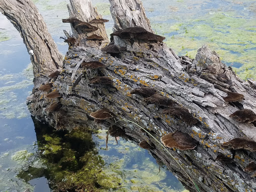 Club «The Club at Garden Ridge», reviews and photos, 21320 Water Wood Dr, San Antonio, TX 78266, USA