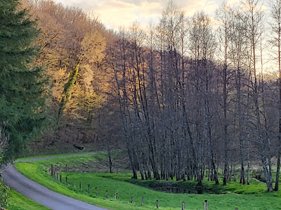 Forêt de Darney à Claudon