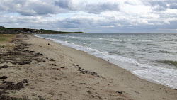Skodshoved Beach'in fotoğrafı vahşi alan
