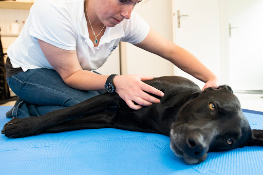 Hundephysiotherapie Hamburg Astrid Schulz