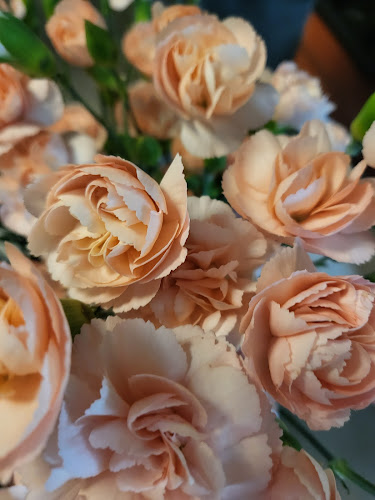 Opinii despre Kwiaciarnia 100krotka Wrocław în Wrocław - Kwiaciarnia