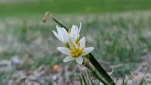 Park «Victoria Park», reviews and photos, 3051 W Northgate Dr, Irving, TX 75062, USA