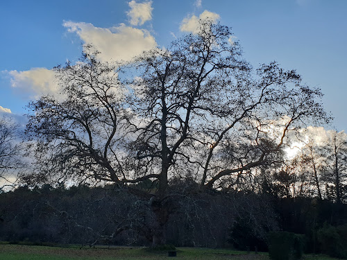 Atelier de l'Arbre à Lanquais