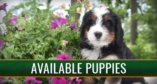 Country Haven Puppies LLC