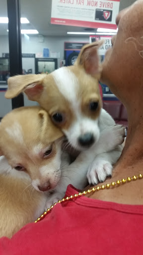 Tire Shop «Firestone Complete Auto Care», reviews and photos, 837 E Main St, Alhambra, CA 91801, USA