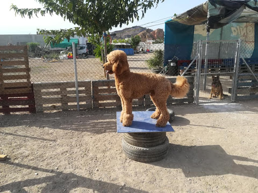 Club Canino Mali-Dog