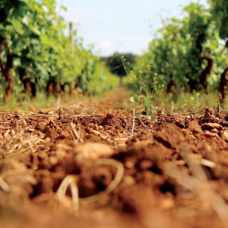 Cantine San Marzano