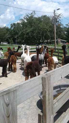 Terrace Mountain Alpacas LLC