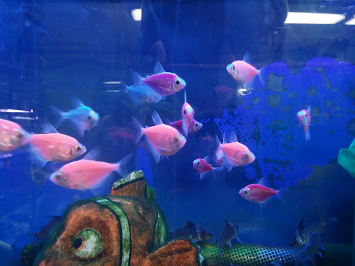 Pet Supply Store «Petland Discounts - Flatbush Ave.», reviews and photos, 968 Flatbush Ave, Brooklyn, NY 11226, USA