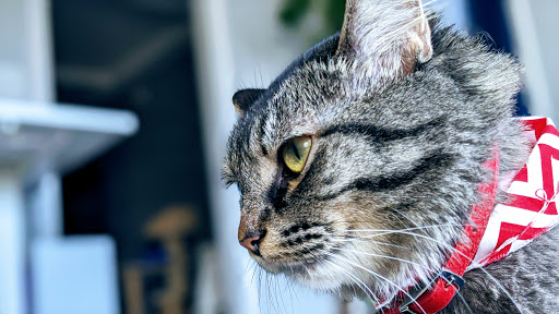 Pet Store «7 Seas Pet Care Center», reviews and photos, 13311 S Brandon Ave, Chicago, IL 60633, USA