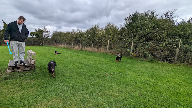 Reviews of Chester's Dog Walking Field in Preston - Dog trainer