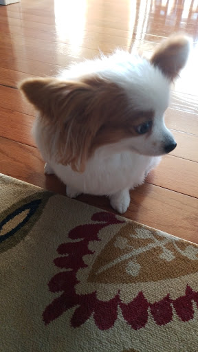 Pet Supply Store «PetSmart», reviews and photos, 476 Corwin Nixon Blvd, South Lebanon, OH 45065, USA