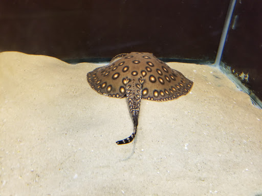 Aquarium «Aquarium of Niagara», reviews and photos, 701 Whirlpool St, Niagara Falls, NY 14301, USA