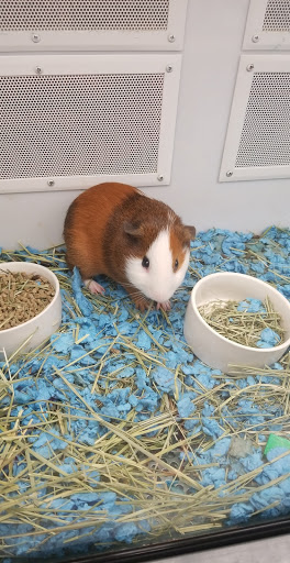 Pet Supply Store «Petco Animal Supplies», reviews and photos, 11147 Park Blvd N, Seminole, FL 33772, USA