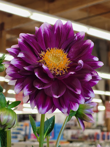 Department Store «Bi-Mart», reviews and photos, 1680 W 18th Ave, Eugene, OR 97402, USA