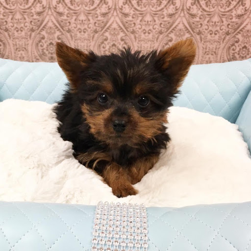 Pet Store «Furry Babies Inc», reviews and photos, 3340 Mall Loop Dr, Joliet, IL 60431, USA