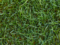 TruGreen Lawn Care - Photo 4 - Car repair in Jacksonville, FL, Jacksonville