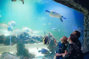 The Oceanarium «Sea Fairy Tale» image