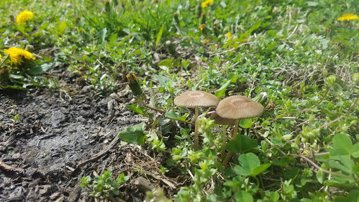 Nature Preserve «Sauk Trail Woods», reviews and photos, 3028 Forest Preserve Dr, Chicago Heights, IL 60411, USA