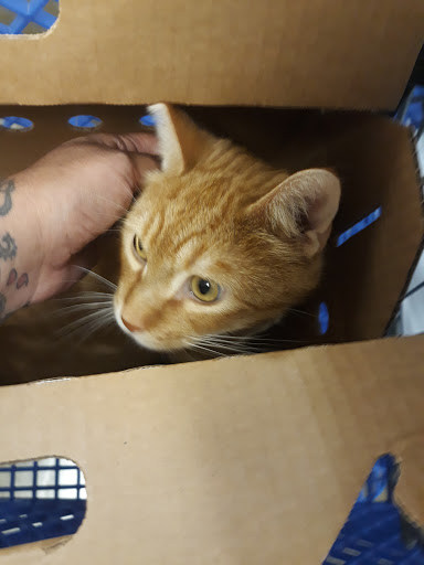 Pet Supply Store «PetSmart», reviews and photos, 104 TX-332, Lake Jackson, TX 77566, USA