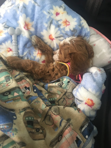 Pet Store «AA Ridgewood Kennels II», reviews and photos, 5401 Lincoln Hwy, Gap, PA 17527, USA