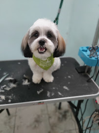 Happy Pet Sitting and Grooming - Photo 2 - Car repair in Guayanilla, Puerto Rico, Arecibo