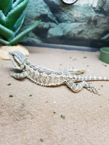 Pet Supply Store «Petco Animal Supplies», reviews and photos, 3551 W Hillsboro Blvd, Deerfield Beach, FL 33442, USA