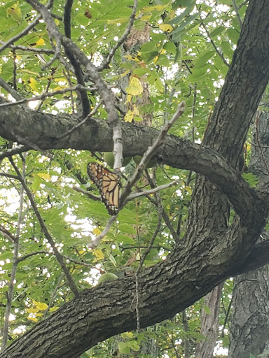 History Museum «Air Zoo Aerospace & Science Museum», reviews and photos, 6151 Portage Rd, Portage, MI 49002, USA