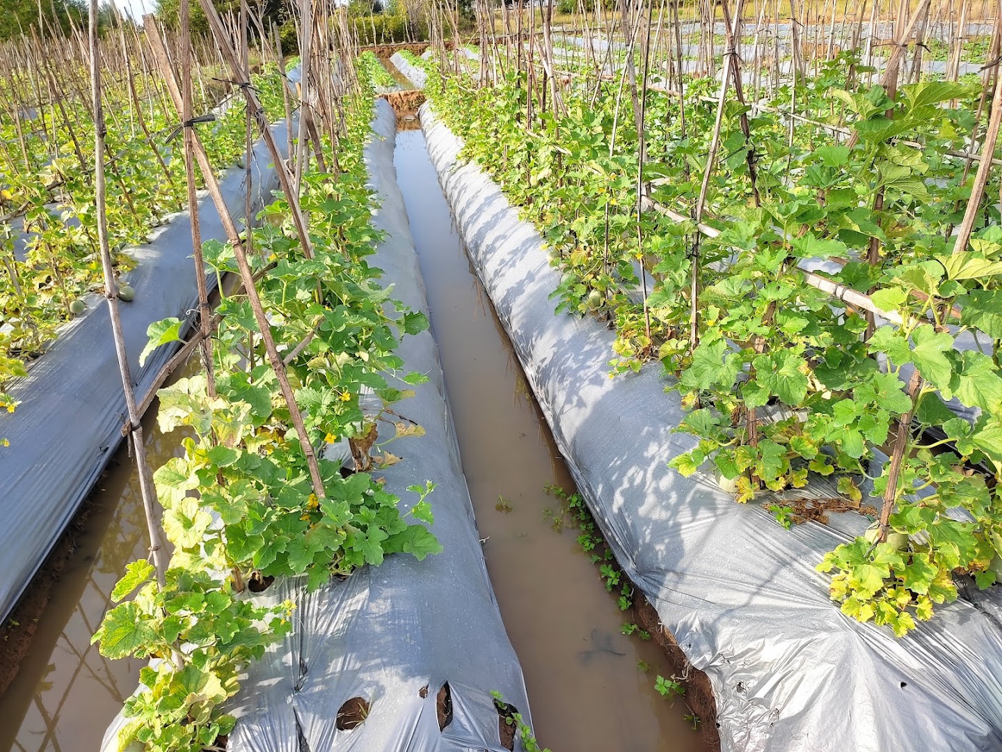 Agrowisata Kebun Melon