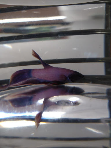 Pet Supply Store «Petco Animal Supplies», reviews and photos, 313 Homer M Adams Pkwy, Alton, IL 62002, USA