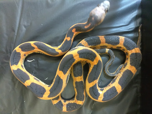 Pet Store «Off The Hook Exotics Pet Shop», reviews and photos, 926 5th Ave, Coraopolis, PA 15108, USA