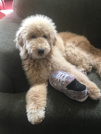 Pet Supply Store «Petco Animal Supplies», reviews and photos, 10864 Kuykendahl Rd, The Woodlands, TX 77381, USA