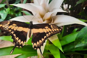 PAPILONIA - Motýlí dům BRNO image