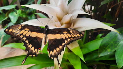 PAPILONIA - Motýlí dům BRNO