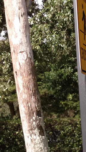 Golf Course «Wynmoor Golf Course», reviews and photos, 1310 Avenue of the Stars, Coconut Creek, FL 33066, USA