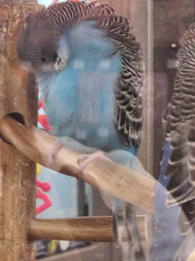 Pet Supply Store «Petco Animal Supplies», reviews and photos, 188 Kitts Ln, Newington, CT 06111, USA