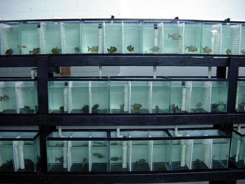 Pet Store «Aquarium Paradise», reviews and photos, 234 Washington Ave, Belleville, NJ 07109, USA